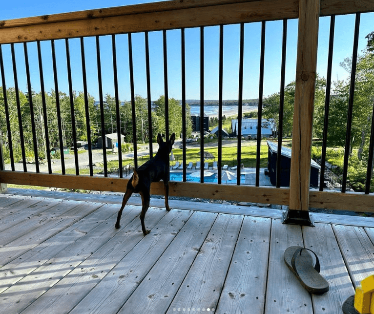 A dog enjoying the pet-friendly accommodations at the Quarterdeck Resort