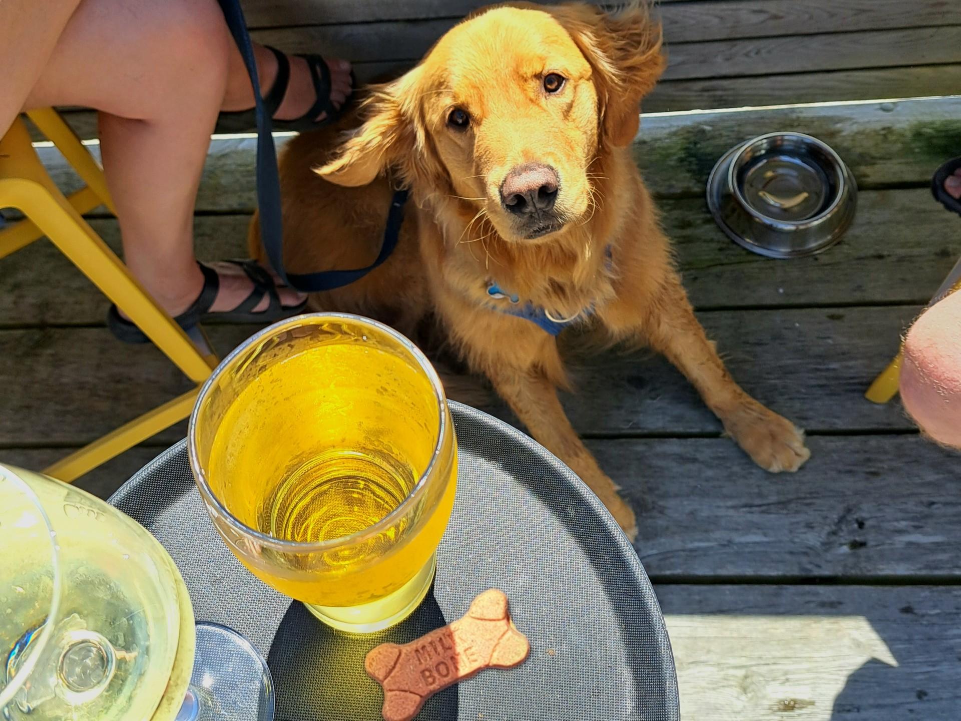 A pup relaxing on the pet-friendly patio at The Grill